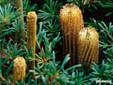 Native Banksia Moreton Island Banksia